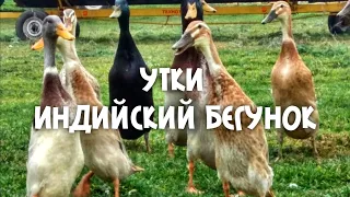 Индийский бегунок обзор хозяйства