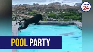 WATCH: Playful baboons enjoy pool party at Betty’s Bay guest house