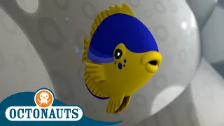 @Octonauts - The Hostile Damsel Fish 🐠 | Series 2 | Full Episode 7 | Cartoons for Kids