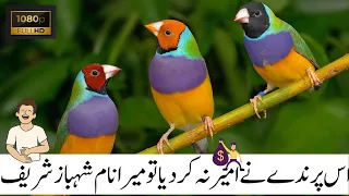 Finch Farming in Pakistan | Finch Farming Business | Gouldian Finch