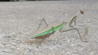 Mantis