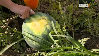 Как выбрать самый вкусный арбуз. Советы с бахчи