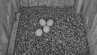 Lauku piekūns Skrīveru apkārtnē | Tilla laid forth egg | April 24, 2024