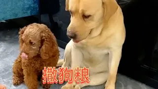 搞笑老四本色出演😂 原来这叫撒狗粮😜 | seven寵物拉布拉 Labrador