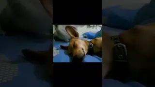 Cat slaps sleeping Dog funny 🤣 #cat #cats #dog