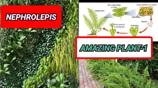 EPISODE-2:NEPHROLEPIS PLANT- AMAZING PLANT IN THE EARTH