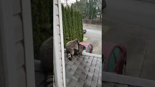 Amorous Racoons Mating on Roof