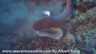 Seaventures Dive Rig Shark vs Moray Eel