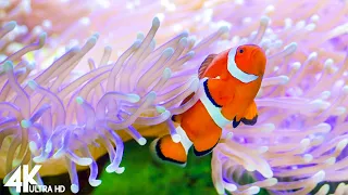 3 HOURS Stunning of 4K Underwater Wonders + Relaxing Music - Colorful Sea Life