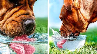 Как собака пьет воду? Замедленная съемка!