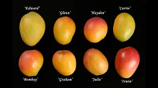 What are the best mangos to grow for a small home Yard