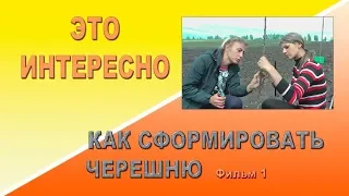 Это интересно  Как сформировать черешню