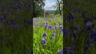 Glorious day 😍 #nature #bluebell #flowers #flower #scotland #art