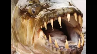 Tigerfish || Africa's Piranha