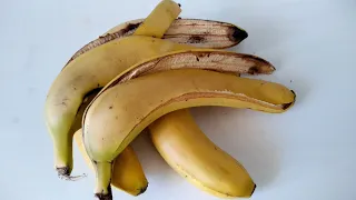 Banana Peel Fertilizer, A Potassium Store That Gets Herbs Up! How to Prepare Banana Peel Juice?