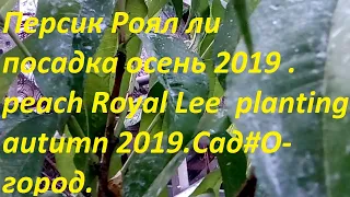 Персик Роял ли  посадка осень 2019 . peach Royal Lee  planting autumn 2019.Сад#О-город.