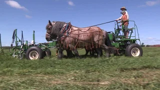 Horse-drawn Haying in a Day with a 24-foot Mower
