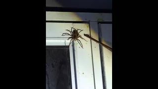 costa rican attacking spider as big as your hand!