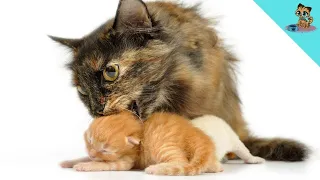 Do Cats Remember Their Mother? (UNBELIEVABLE Answer!)