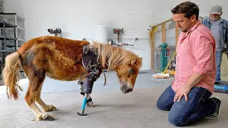 "Can you help me?”|Animals That Asked People for Kindness That Make You Cry