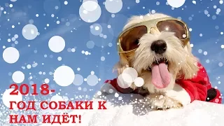 2018 год собаки к нам идёт! Поздравление.