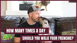 How Many Times a Day Should You Walk Your French Bulldog?