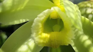 Орхидея Ваниль (Vanilla) цветение Развитие  цветоноса