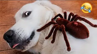 Funny Animals 😹 Try not to laugh 42