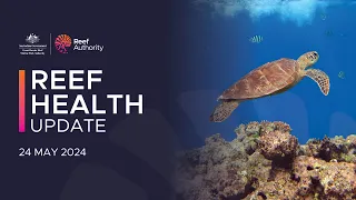 Reef health update | 24 May 2024