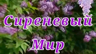 СИРЕНЕВЫЙ МИР.