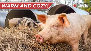 Raising Pigs in the Winter