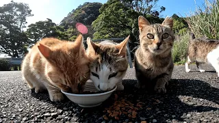 現金な猫ちゃんたちｗ　警戒心の塊のようなニャンコたちがカリカリを出した途端にコロッと態度を一変させてゾロゾロと擦り寄ってきた