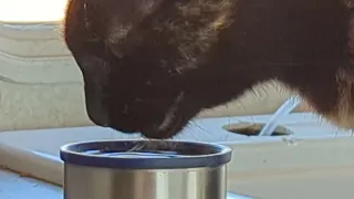 kitten drinking water