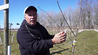 Pruning Semi Dwarf, Standard and Dwarf Apple Trees