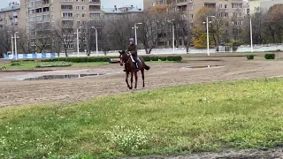 Тренировка молодой лошади