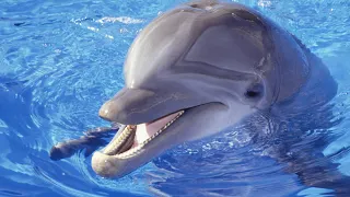 Cute and Funny Moments with 🥰 Dolphin Compilation : 10 Interesting Facts about Dolphin