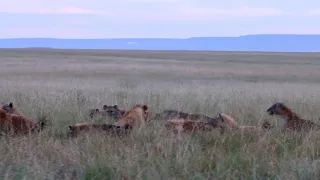 A young male lion quickly learns that he bite off more than he could chew