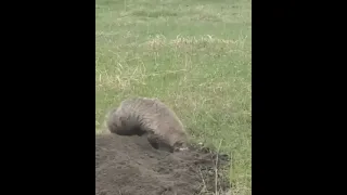 American Badger literally grounds her misbehaving kid