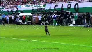 Un perro con buena gambeta.Banfield-Sportivo Belgrano.Torneo Primera B Nacional.Fútbol Para Todos