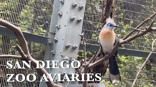 Fascinating Birds in Scripps Aviary San Diego Zoo 4K with Relaxing  Music