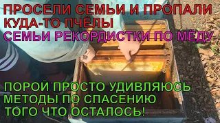 БЕДА КУДА ПРОПАЛИ ПЧЁЛЫ были сильные семьи РЕКОРДИСТКИ ПО МЁДУ пчелы в зиму нет ЧТО ДЕЛАТЬ? 😳🐝🐝