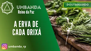 DOUTRINANDO - AS ERVAS DE CADA ORIXÁ