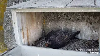 Great Spirit Bluff Falcons : 2nd  hatch of the season 2021 (explore.org 06 01 2021)