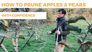 How to Prune Apple & Pear Trees With Confidence