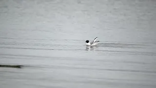 Bonaparte Gull