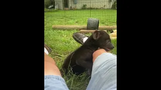 Baby hyena Peanut screeching with joy