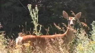 The sound a deer makes