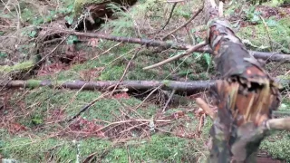 Tree Break on Healthy Tree?  Sasquatch / Bigfoot