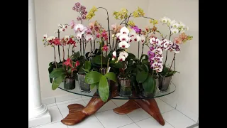 ОРХИДЕЯ МИНИ ФАЛЕНОПСИС: НЕ ОБРЕЗАЙТЕ СРАЗУ ЦВЕТОНОСЫ #orchids #мини_орхидеи_фаленопсис #oldenburgru