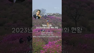 황매산에서 문득 생각난 노래, 아련한 추억의 전통 K-Pop ㅡ 찔레꽃(조명섭)